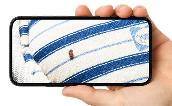 Smarter Bed Bug Fix